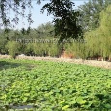 北大未名湖湖水售卖趋势预测：商业化与监管并行